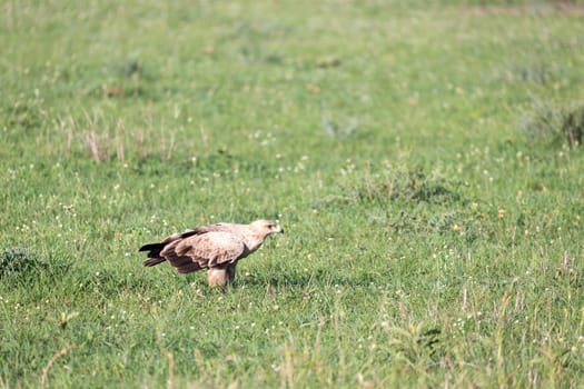 The eagle in the middle of the grassland in a meadow