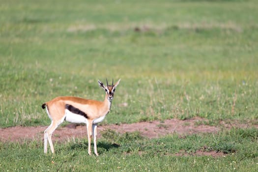 The Thomson gazelles in the middle of a grassy landscape in the Kenyan savanna