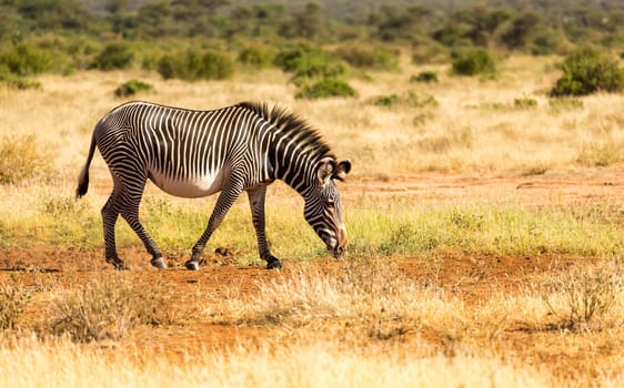The Grevy Zebra is grazing in the countryside of Samburu in Kenya