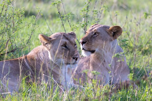 The Lionesses lie in the grass and try to rest