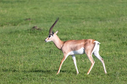 A Grant gazelles on a green pasture in a national park in Kenya