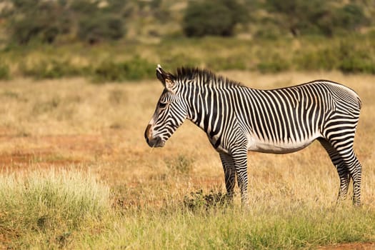 The Grevy Zebra is grazing in the countryside of Samburu in Kenya