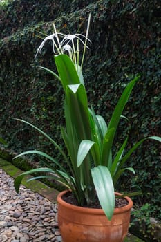 White Schnhutchen Hymenocallis latifolia flower in garden, stock photo