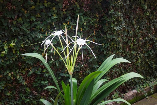 White Schnhutchen Hymenocallis latifolia flower in garden, stock photo