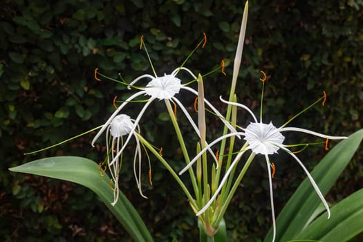 White Schnhutchen Hymenocallis latifolia flower in garden, stock photo