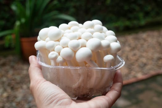 Raw shimeji mushroom for asian cuisine, stock photo