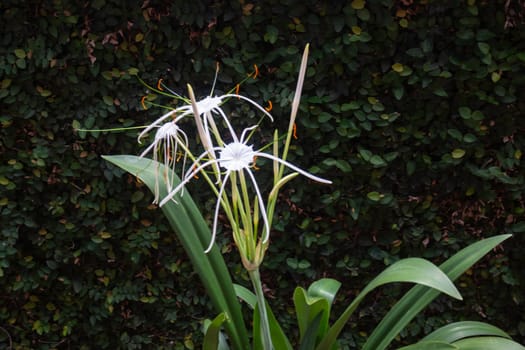 White Schnhutchen Hymenocallis latifolia flower in garden, stock photo