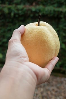 Single fresh asian whole pear, stock photo