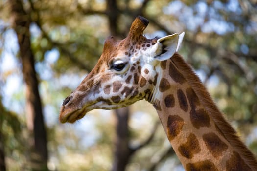 A close-up of one giraffe's head