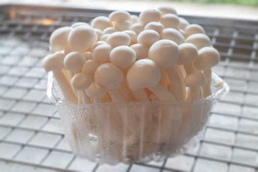 Raw shimeji mushroom for asian cuisine, stock photo