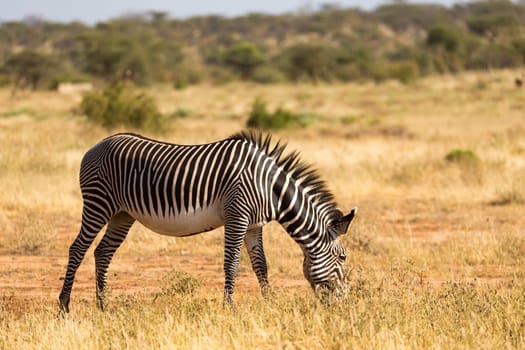 A Grevy zebras are grazing in the countryside of Samburu in Kenya