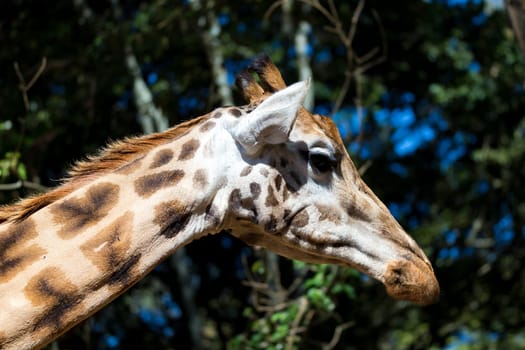 A close-up of one giraffe's head