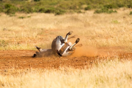 The Grevy Zebra lies on its back in the dust