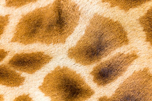 A fur of a giraffe in close-up
