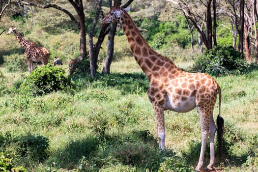 Some giraffes between the acacia trees in the savannah of Kenya