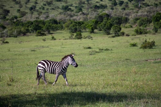 Some Zebras in the middle of the savannah of Kenya