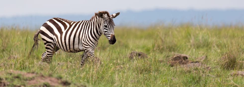 The Zebra family grazes in the savanna in close proximity to other animals