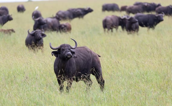 Some big Buffalos are standing in the grass and grazing in the savannah of Kenya