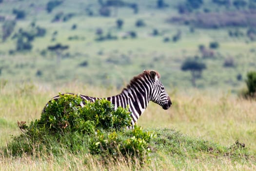 The Zebra family grazes in the savanna in close proximity to other animals