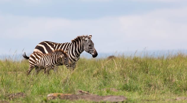 The Zebra family grazes in the savanna in close proximity to other animals