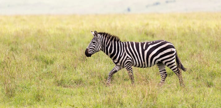 The Zebra family grazes in the savanna in close proximity to other animals