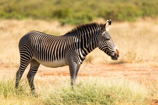 The Grevy Zebra is grazing in the countryside of Samburu in Kenya