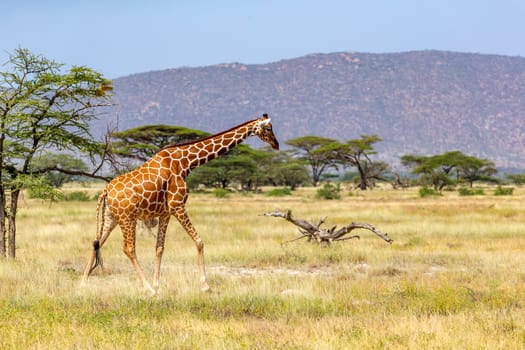 The Somalia giraffe goes over a green lush meadow