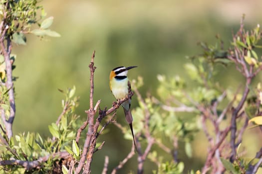 The Local bird is sitting on a branch in Kenya