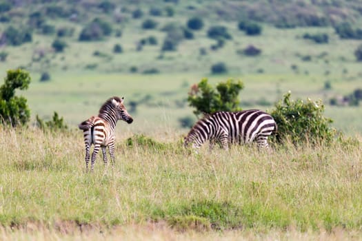 The Zebra family grazes in the savanna in close proximity to other animals