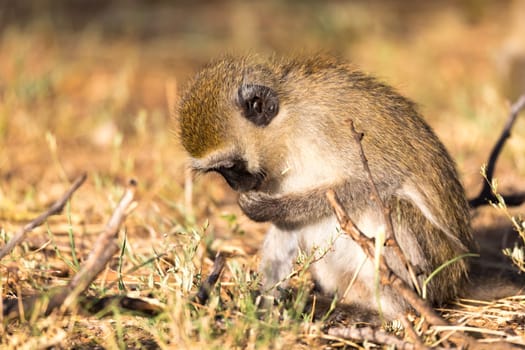 One monkey is looking for something in the grass