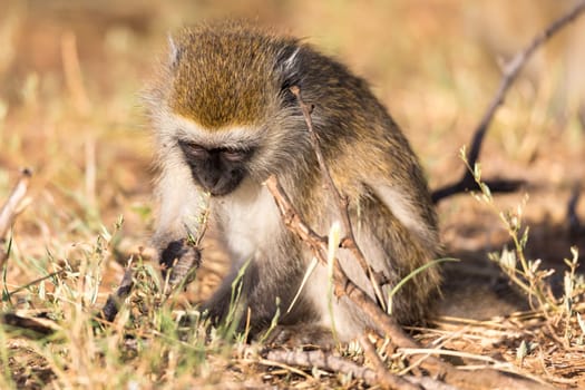 One monkey is looking for something in the grass