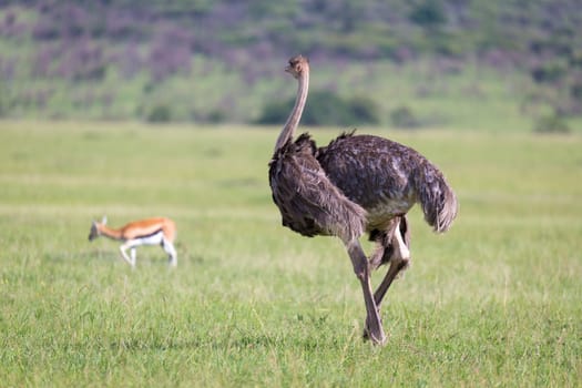 The Ostrich birds are grazing on the meadow in the countryside of Kenya