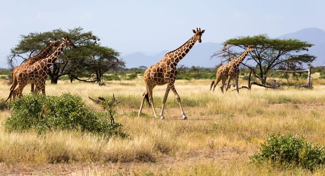 Giraffes in the savannah with many trees and bushes in the background