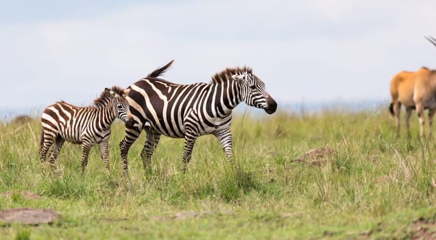 The Zebra family grazes in the savanna in close proximity to other animals