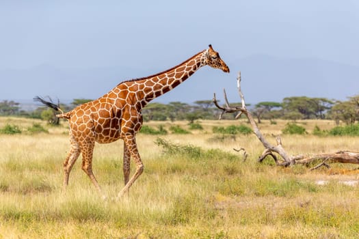 The Somalia giraffe goes over a green lush meadow