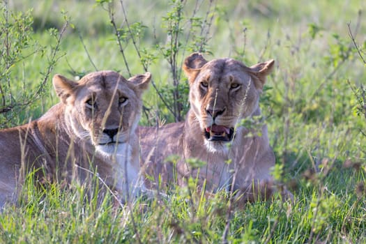 The Lionesses lie in the grass and try to rest