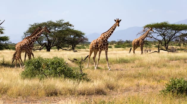 Giraffes in the savannah with many trees and bushes in the background