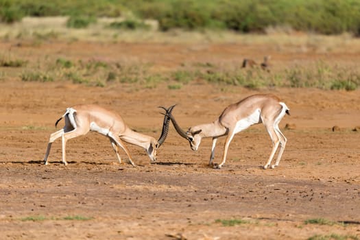 The battle of two Grant Gazelles in the savannah of Kenya