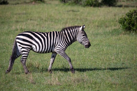Some Zebras in the middle of the savannah of Kenya