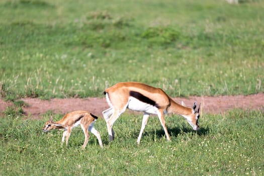The Thomson gazelles in the middle of a grassy landscape in the Kenyan savanna