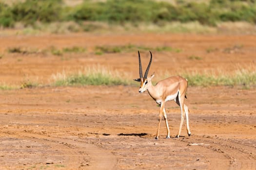 One Grant Gazelle stands in the middle of the grassy landscape of Kenya