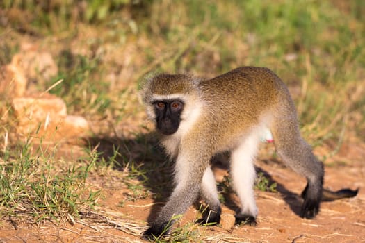 One monkey walks between the grass on the ground