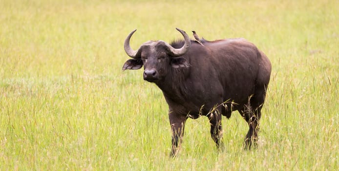 Some big Buffalos are standing in the grass and grazing in the savannah of Kenya