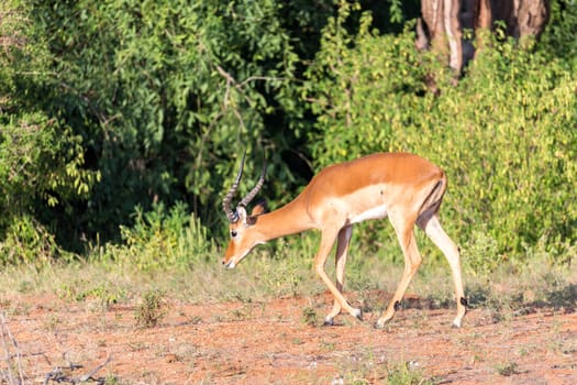 The Impala gazelles grazed in the savannah of Kenya
