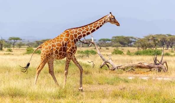 The Somalia giraffe goes over a green lush meadow