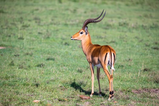 The antelopes in the grass landscape of Kenya