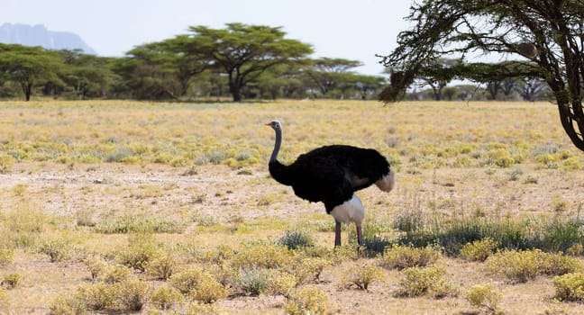 One ostrich bird with trees in the background on a pasture