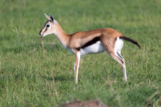 One very young Thomson Gazelle in the Kenyan grass landscape