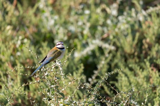 The Local bird is sitting on a branch in Kenya