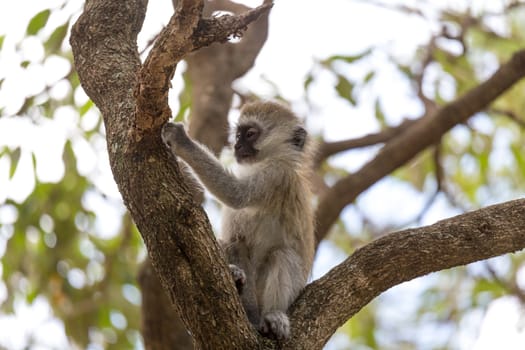 One little monkey is playing on the branch of a tree
